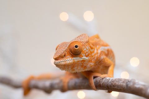 Holdbacks/Individuals: Ambilobe offspring from "Doro-amboahaolo" (AKA Firefox) x "Nala-andriana" (AKA Scorpion Queen) - Hatched Sept 2025 - Female #1