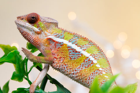 Holdbacks/Individuals: Ambilobe offspring from "Doro-amboahaolo" (AKA Firefox) x "Nala-andriana" (AKA Scorpion Queen) - Hatched Sept 2025 - Male #1