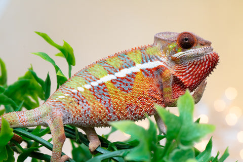 Holdbacks/Individuals: Ambilobe offspring from "Doro-amboahaolo" (AKA Firefox) x "Nala-andriana" (AKA Scorpion Queen) - Hatched Sept 2025 - Male #1