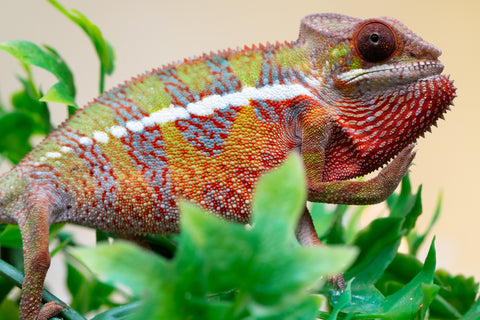 Holdbacks/Individuals: Ambilobe offspring from "Doro-amboahaolo" (AKA Firefox) x "Nala-andriana" (AKA Scorpion Queen) - Hatched Sept 2025 - Male #1