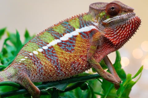 Holdbacks/Individuals: Ambilobe offspring from "Doro-amboahaolo" (AKA Firefox) x "Nala-andriana" (AKA Scorpion Queen) - Hatched Sept 2025 - Male #1