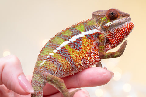 Holdbacks/Individuals: Ambilobe offspring from "Doro-amboahaolo" (AKA Firefox) x "Nala-andriana" (AKA Scorpion Queen) - Hatched Sept 2025 - Male #1