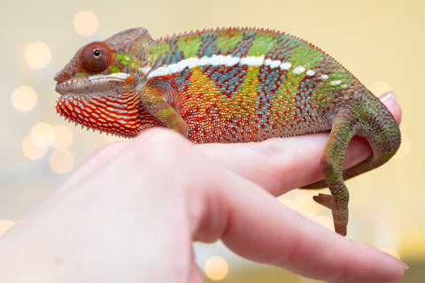 Holdbacks/Individuals: Ambilobe offspring from "Doro-amboahaolo" (AKA Firefox) x "Nala-andriana" (AKA Scorpion Queen) - Hatched Sept 2025 - Male #1