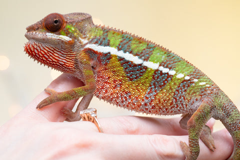 Holdbacks/Individuals: Ambilobe offspring from "Doro-amboahaolo" (AKA Firefox) x "Nala-andriana" (AKA Scorpion Queen) - Hatched Sept 2025 - Male #1