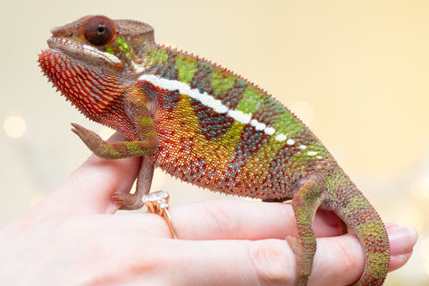 Holdbacks/Individuals: Ambilobe offspring from "Doro-amboahaolo" (AKA Firefox) x "Nala-andriana" (AKA Scorpion Queen) - Hatched Sept 2025 - Male #1