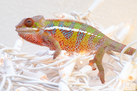 Holdbacks/Individuals: Ambilobe offspring from "Doro-amboahaolo" (AKA Firefox) x "Nala-andriana" (AKA Scorpion Queen) - Hatched Sept 2025 - Male #1