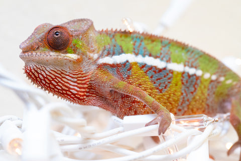 Holdbacks/Individuals: Ambilobe offspring from "Doro-amboahaolo" (AKA Firefox) x "Nala-andriana" (AKA Scorpion Queen) - Hatched Sept 2025 - Male #1