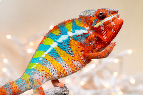 Holdbacks/Individuals: Pick of Litter Ambilobe Offspring From "Doro-amboahaolo" (AKA Firefox) x "Nala-andriana" (AKA Scorpion Queen) - Hatched Sept 2025 - Male #2