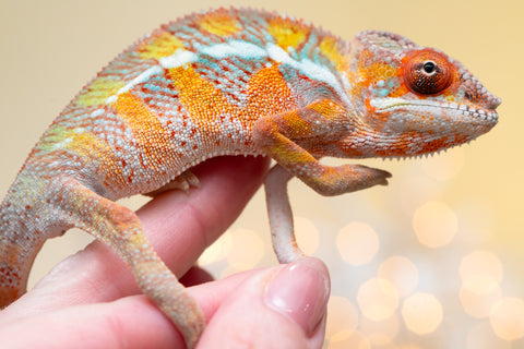 Holdbacks/Individuals: Ambilobe offspring from "Doro-amboahaolo" (AKA Firefox) x "Nala-andriana" (AKA Scorpion Queen) - Hatched Sept 2025 - Male #2