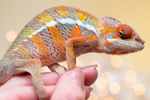 Holdbacks/Individuals: Ambilobe offspring from "Doro-amboahaolo" (AKA Firefox) x "Nala-andriana" (AKA Scorpion Queen) - Hatched Sept 2025 - Male #2