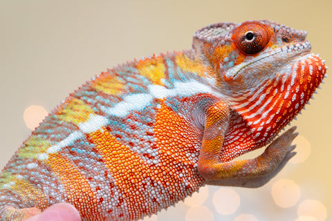 Holdbacks/Individuals: Ambilobe offspring from "Doro-amboahaolo" (AKA Firefox) x "Nala-andriana" (AKA Scorpion Queen) - Hatched Sept 2025 - Male #2