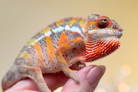 Holdbacks/Individuals: Ambilobe offspring from "Doro-amboahaolo" (AKA Firefox) x "Nala-andriana" (AKA Scorpion Queen) - Hatched Sept 2025 - Male #2