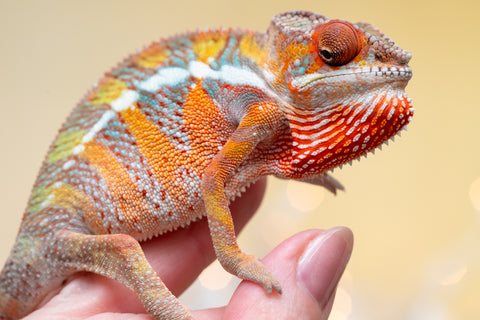 Holdbacks/Individuals: Ambilobe offspring from "Doro-amboahaolo" (AKA Firefox) x "Nala-andriana" (AKA Scorpion Queen) - Hatched Sept 2025 - Male #2