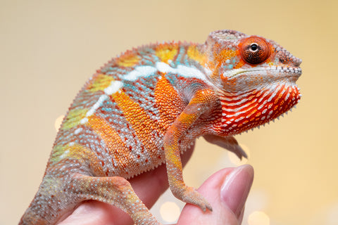 Holdbacks/Individuals: Ambilobe offspring from "Doro-amboahaolo" (AKA Firefox) x "Nala-andriana" (AKA Scorpion Queen) - Hatched Sept 2025 - Male #2