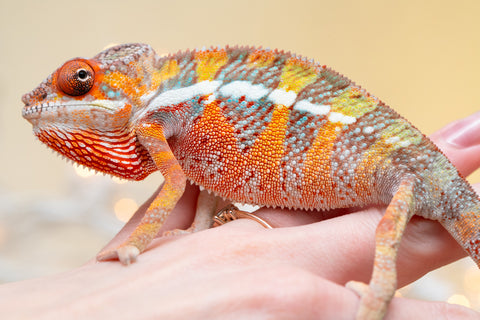 Holdbacks/Individuals: Ambilobe offspring from "Doro-amboahaolo" (AKA Firefox) x "Nala-andriana" (AKA Scorpion Queen) - Hatched Sept 2025 - Male #2