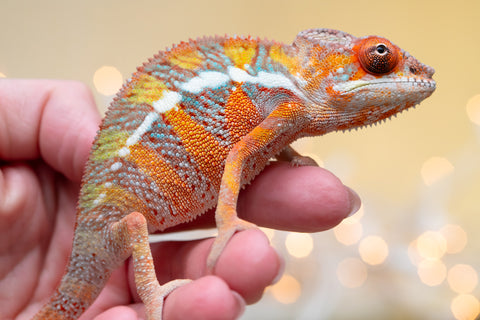 Holdbacks/Individuals: Ambilobe offspring from "Doro-amboahaolo" (AKA Firefox) x "Nala-andriana" (AKA Scorpion Queen) - Hatched Sept 2025 - Male #2