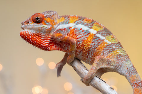 Holdbacks/Individuals: Ambilobe offspring from "Doro-amboahaolo" (AKA Firefox) x "Nala-andriana" (AKA Scorpion Queen) - Hatched Sept 2025 - Male #2