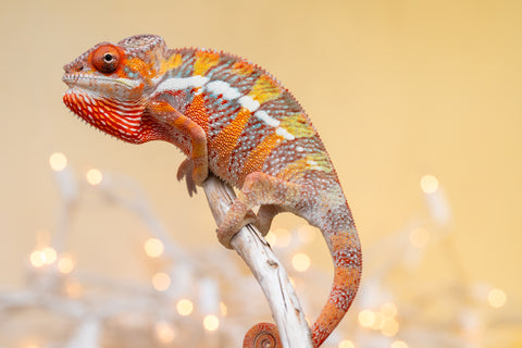 Holdbacks/Individuals: Ambilobe offspring from "Doro-amboahaolo" (AKA Firefox) x "Nala-andriana" (AKA Scorpion Queen) - Hatched Sept 2025 - Male #2