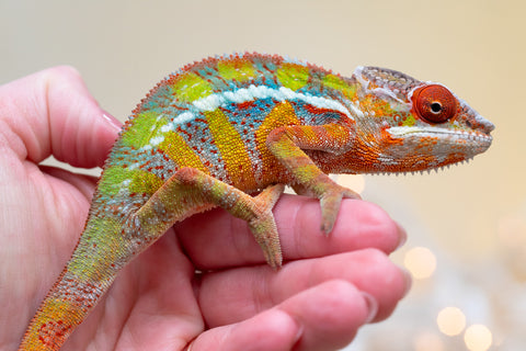 Holdbacks/Individuals: Ambilobe offspring from "Doro-amboahaolo" (AKA Firefox) x "Nala-andriana" (AKA Scorpion Queen) - Hatched Sept 2025 - Male #3