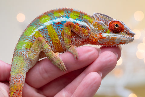 Holdbacks/Individuals: Ambilobe offspring from "Doro-amboahaolo" (AKA Firefox) x "Nala-andriana" (AKA Scorpion Queen) - Hatched Sept 2025 - Male #3