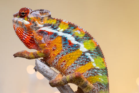 Holdbacks/Individuals: Ambilobe offspring from "Doro-amboahaolo" (AKA Firefox) x "Nala-andriana" (AKA Scorpion Queen) - Hatched Sept 2025 - Male #3