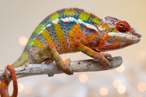 Holdbacks/Individuals: Ambilobe offspring from "Doro-amboahaolo" (AKA Firefox) x "Nala-andriana" (AKA Scorpion Queen) - Hatched Sept 2025 - Male #3