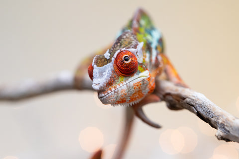 Holdbacks/Individuals: Ambilobe offspring from "Doro-amboahaolo" (AKA Firefox) x "Nala-andriana" (AKA Scorpion Queen) - Hatched Sept 2025 - Male #3