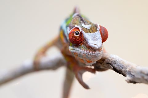 Holdbacks/Individuals: Ambilobe offspring from "Doro-amboahaolo" (AKA Firefox) x "Nala-andriana" (AKA Scorpion Queen) - Hatched Sept 2025 - Male #3