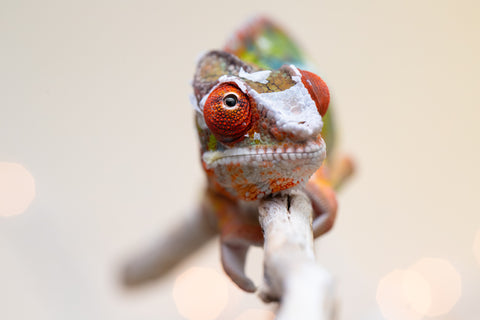 Holdbacks/Individuals: Ambilobe offspring from "Doro-amboahaolo" (AKA Firefox) x "Nala-andriana" (AKA Scorpion Queen) - Hatched Sept 2025 - Male #3