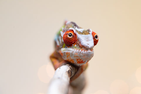 Holdbacks/Individuals: Ambilobe offspring from "Doro-amboahaolo" (AKA Firefox) x "Nala-andriana" (AKA Scorpion Queen) - Hatched Sept 2025 - Male #3