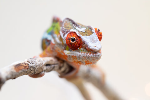 Holdbacks/Individuals: Ambilobe offspring from "Doro-amboahaolo" (AKA Firefox) x "Nala-andriana" (AKA Scorpion Queen) - Hatched Sept 2025 - Male #3