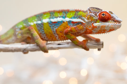 Holdbacks/Individuals: Ambilobe offspring from "Doro-amboahaolo" (AKA Firefox) x "Nala-andriana" (AKA Scorpion Queen) - Hatched Sept 2025 - Male #3