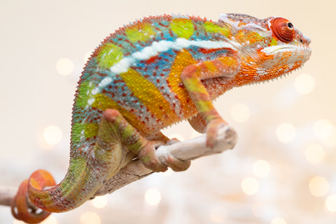 Holdbacks/Individuals: Ambilobe offspring from "Doro-amboahaolo" (AKA Firefox) x "Nala-andriana" (AKA Scorpion Queen) - Hatched Sept 2025 - Male #3