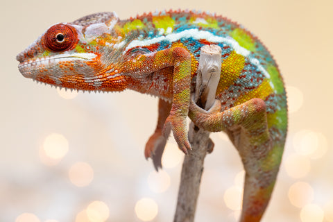 Holdbacks/Individuals: Ambilobe offspring from "Doro-amboahaolo" (AKA Firefox) x "Nala-andriana" (AKA Scorpion Queen) - Hatched Sept 2025 - Male #3