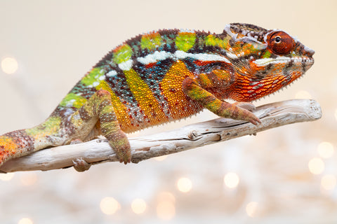 Holdbacks/Individuals: Ambilobe offspring from "Doro-amboahaolo" (AKA Firefox) x "Nala-andriana" (AKA Scorpion Queen) - Hatched Sept 2025 - Male #3