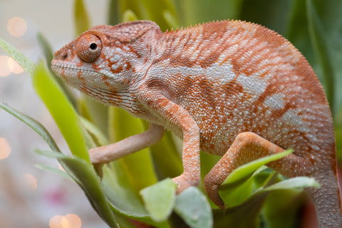 Holdbacks/Individuals: Ambilobe offspring from "Doro-amboahaolo" (AKA Firefox) x "Nala-andriana" (AKA Scorpion Queen) - Hatched Oct/Nov 2025 - Female #1
