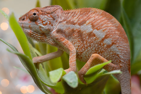 Holdbacks/Individuals: Ambilobe offspring from "Doro-amboahaolo" (AKA Firefox) x "Nala-andriana" (AKA Scorpion Queen) - Hatched Oct/Nov 2025 - Female #1