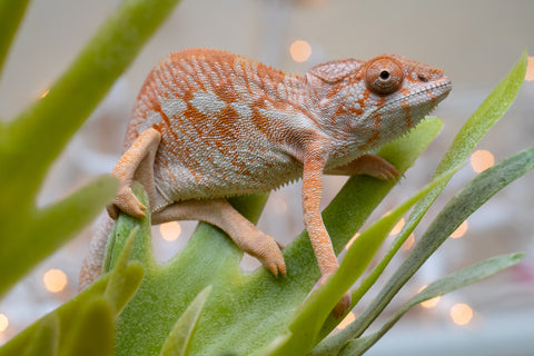 Holdbacks/Individuals: Ambilobe offspring from "Doro-amboahaolo" (AKA Firefox) x "Nala-andriana" (AKA Scorpion Queen) - Hatched Oct/Nov 2025 - Female #1