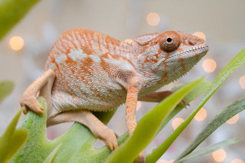 Holdbacks/Individuals: Ambilobe offspring from "Doro-amboahaolo" (AKA Firefox) x "Nala-andriana" (AKA Scorpion Queen) - Hatched Oct/Nov 2025 - Female #1