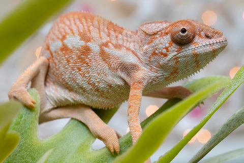 Holdbacks/Individuals: Ambilobe offspring from "Doro-amboahaolo" (AKA Firefox) x "Nala-andriana" (AKA Scorpion Queen) - Hatched Oct/Nov 2025 - Female #1