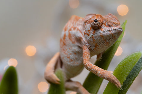 Holdbacks/Individuals: Ambilobe offspring from "Doro-amboahaolo" (AKA Firefox) x "Nala-andriana" (AKA Scorpion Queen) - Hatched Oct/Nov 2025 - Female #1