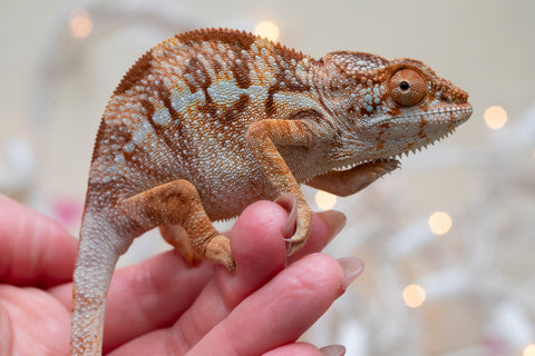 Holdbacks/Individuals: Ambilobe offspring from "Doro-amboahaolo" (AKA Firefox) x "Nala-andriana" (AKA Scorpion Queen) - Hatched Oct/Nov 2025 - Female #2