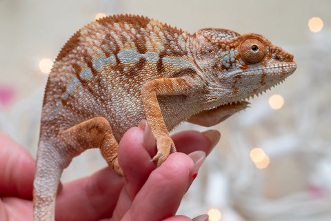 Holdbacks/Individuals: Ambilobe offspring from "Doro-amboahaolo" (AKA Firefox) x "Nala-andriana" (AKA Scorpion Queen) - Hatched Oct/Nov 2025 - Female #2