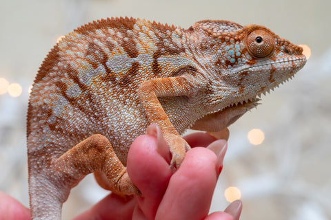 Holdbacks/Individuals: Ambilobe offspring from "Doro-amboahaolo" (AKA Firefox) x "Nala-andriana" (AKA Scorpion Queen) - Hatched Oct/Nov 2025 - Female #2