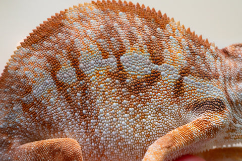 Holdbacks/Individuals: Ambilobe offspring from "Doro-amboahaolo" (AKA Firefox) x "Nala-andriana" (AKA Scorpion Queen) - Hatched Oct/Nov 2025 - Female #2