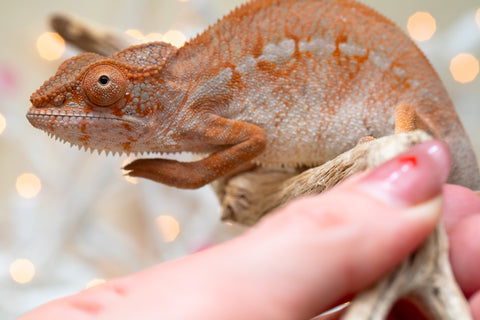 Holdbacks/Individuals: Ambilobe offspring from "Doro-amboahaolo" (AKA Firefox) x "Nala-andriana" (AKA Scorpion Queen) - Hatched Oct/Nov 2025 - Female #2