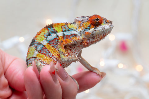 Holdbacks/Individuals: Ambilobe offspring from "Doro-amboahaolo" (AKA Firefox) x "Nala-andriana" (AKA Scorpion Queen) - Hatched Oct/Nov 2025 - Male #1