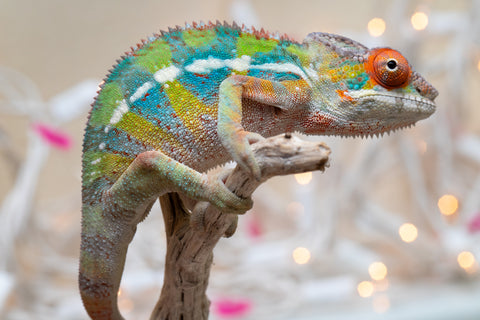 Holdbacks/Individuals: Ambilobe offspring from "Doro-amboahaolo" (AKA Firefox) x "Nala-andriana" (AKA Scorpion Queen) - Hatched Oct/Nov 2025 - Male #3