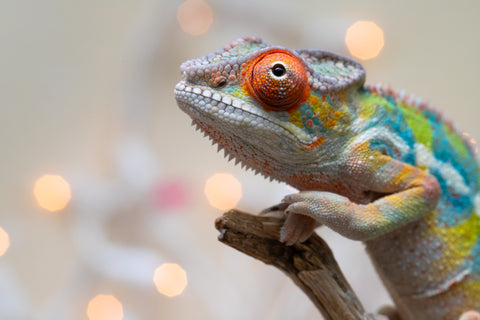 Holdbacks/Individuals: Ambilobe offspring from "Doro-amboahaolo" (AKA Firefox) x "Nala-andriana" (AKA Scorpion Queen) - Hatched Oct/Nov 2025 - Male #3