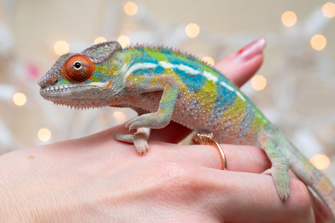 Holdbacks/Individuals: Ambilobe offspring from "Doro-amboahaolo" (AKA Firefox) x "Nala-andriana" (AKA Scorpion Queen) - Hatched Oct/Nov 2025 - Male #3